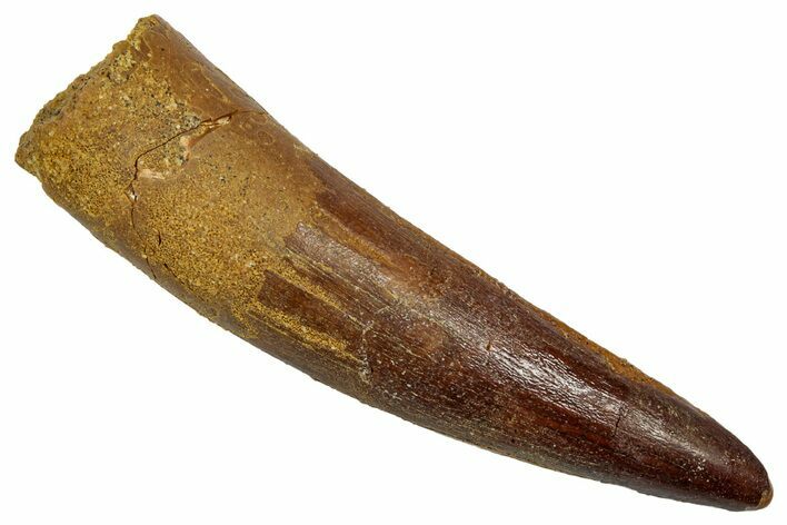 Real Fossil Spinosaurus Tooth - Beautiful Preservation #345439
